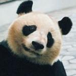 大熊猫(ぱんだ)のプロフィール画像
