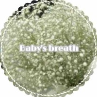 Baby's breath（O大学）