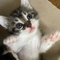 tiu