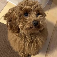 プロフィール