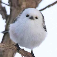 tiu