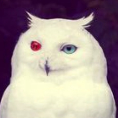 White・D・horned owl(オウルさん)のプロフィール画像