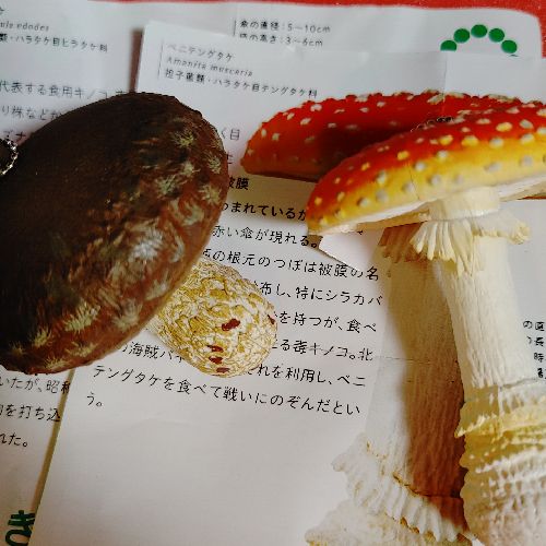 🐮Dr.マシリ㌧🔥🐓のプロフィール画像