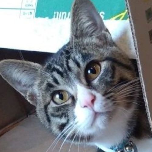梅吉のプロフィール画像