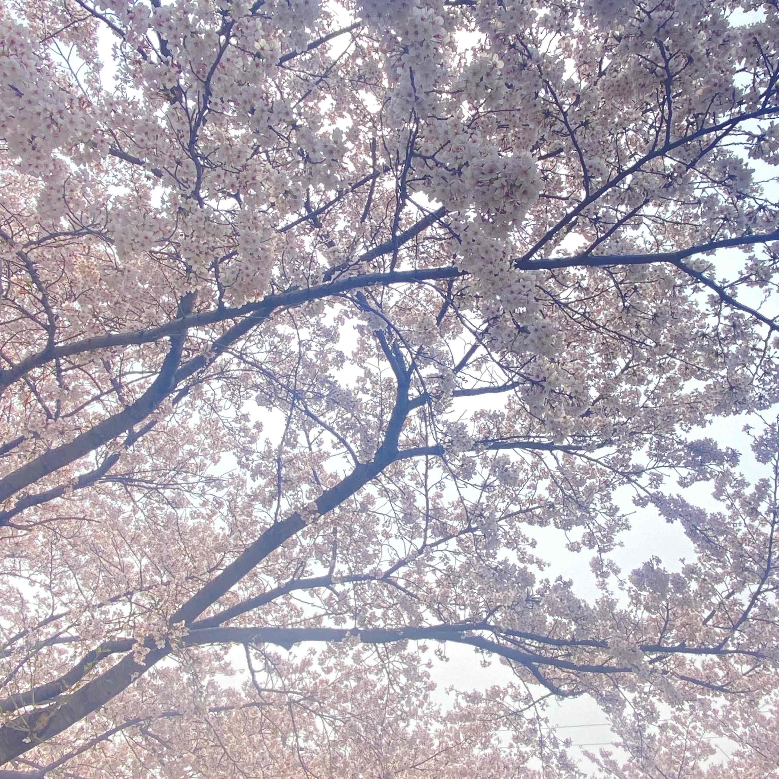 正殿🌃🦋のプロフィール画像