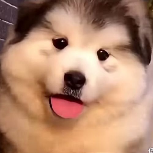 面子のプロフィール画像
