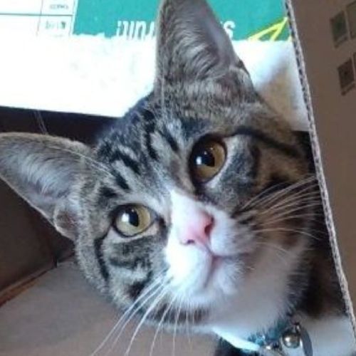 梅吉のプロフィール画像