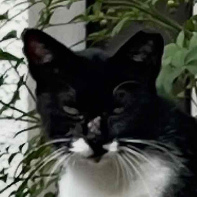 げーんのプロフィール画像