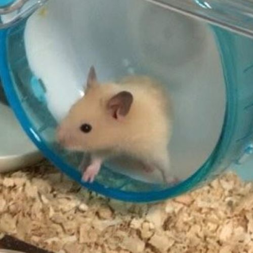 なかさん（こぐれ公認応援隊長）のプロフィール画像