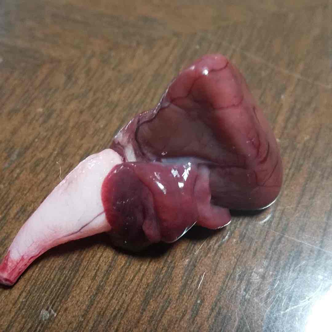 Dee-Dee🦎のプロフィール画像