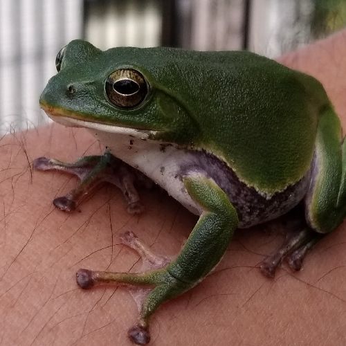ちゃびんのプロフィール画像