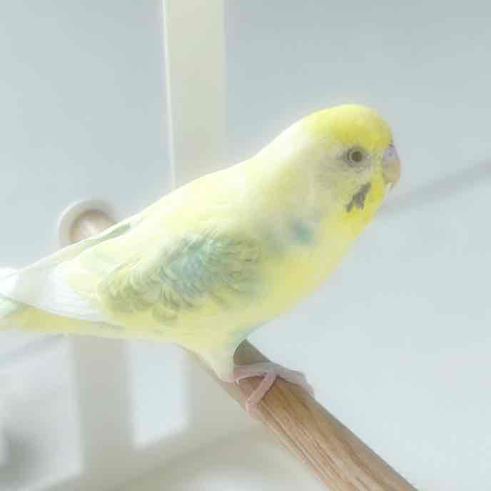 サムっぴのプロフィール画像