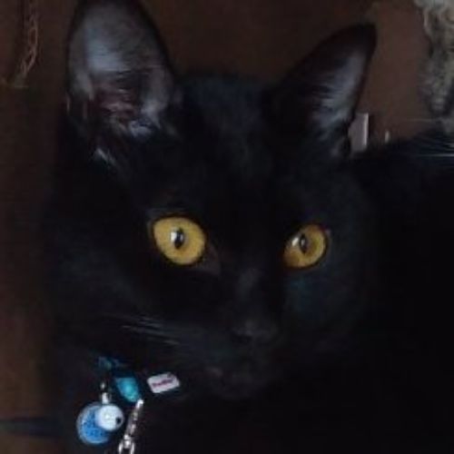 梅吉のプロフィール画像