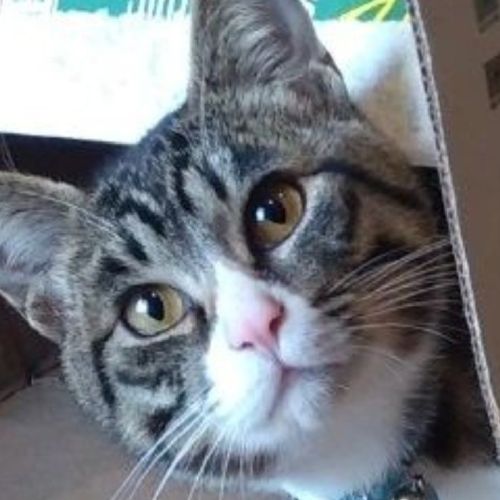 ️梅吉のプロフィール画像