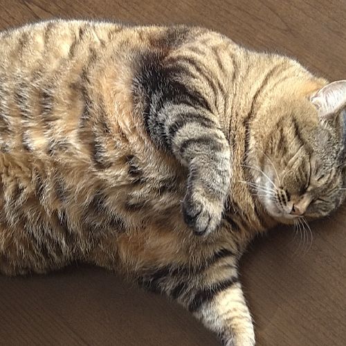 竹の上のおじんツェル🎋🧓のプロフィール画像