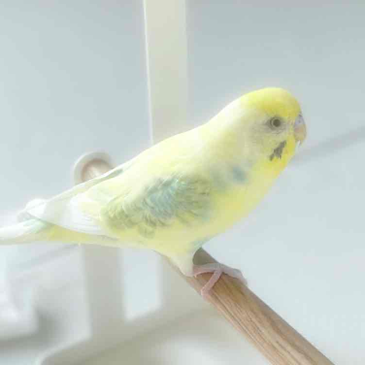 サムっぴのプロフィール画像