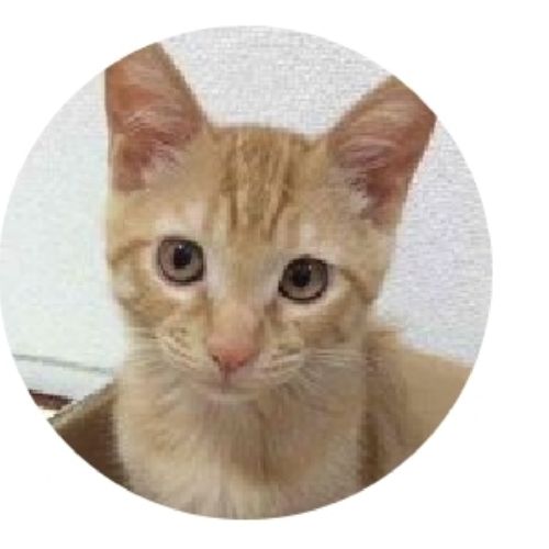 きなこ(拾い画)のプロフィール画像