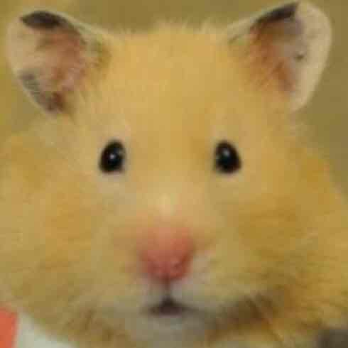 もぐさのプロフィール画像
