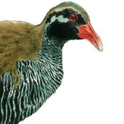 ヤンバルクイナのプロフィール画像