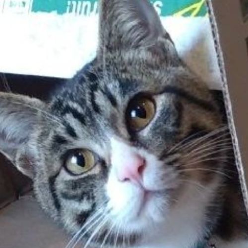 梅吉のプロフィール画像