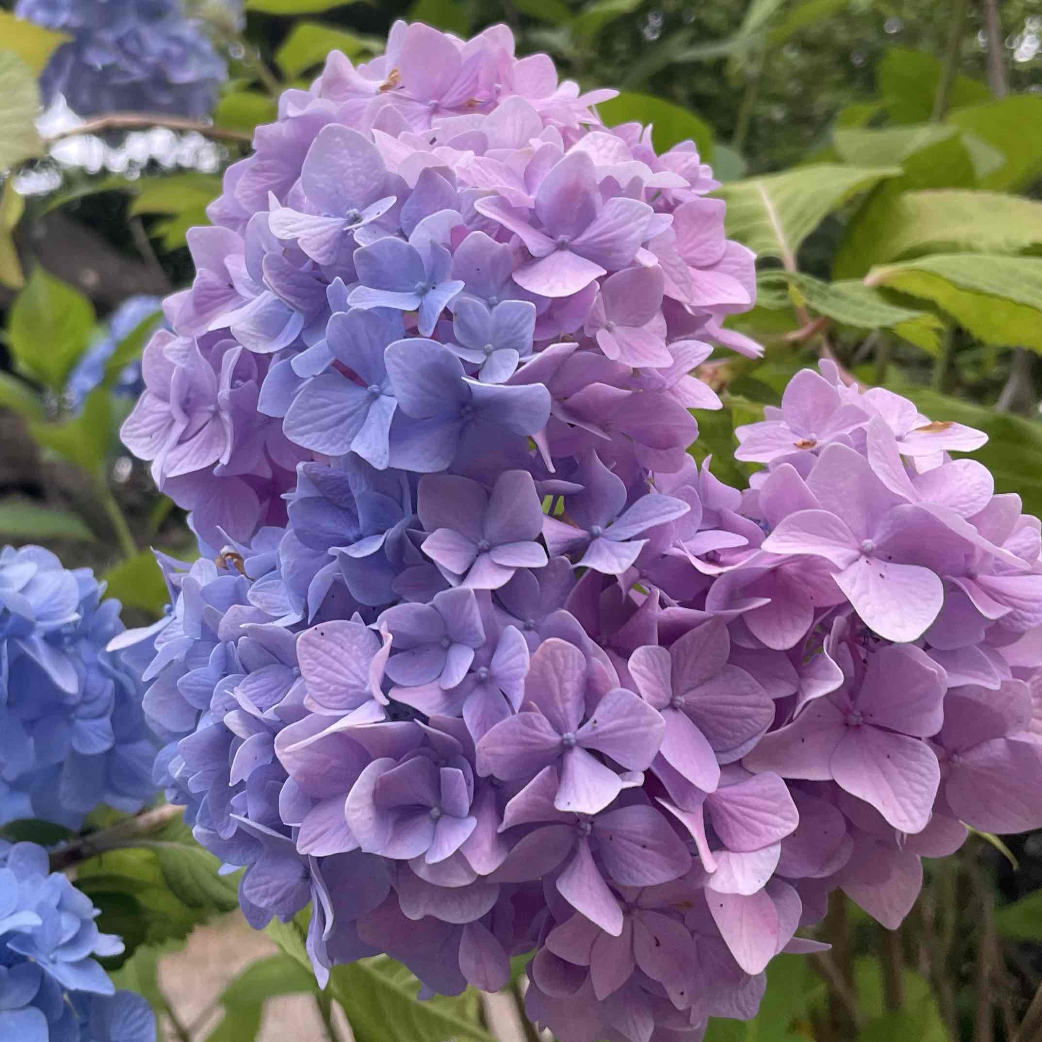 🌷*ﾟのプロフィール画像