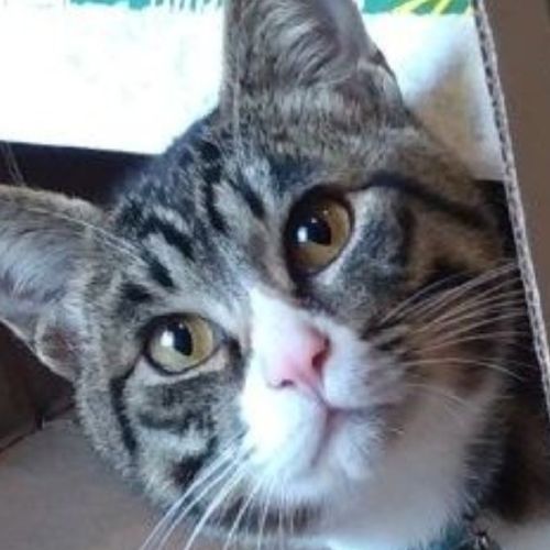 梅吉のプロフィール画像