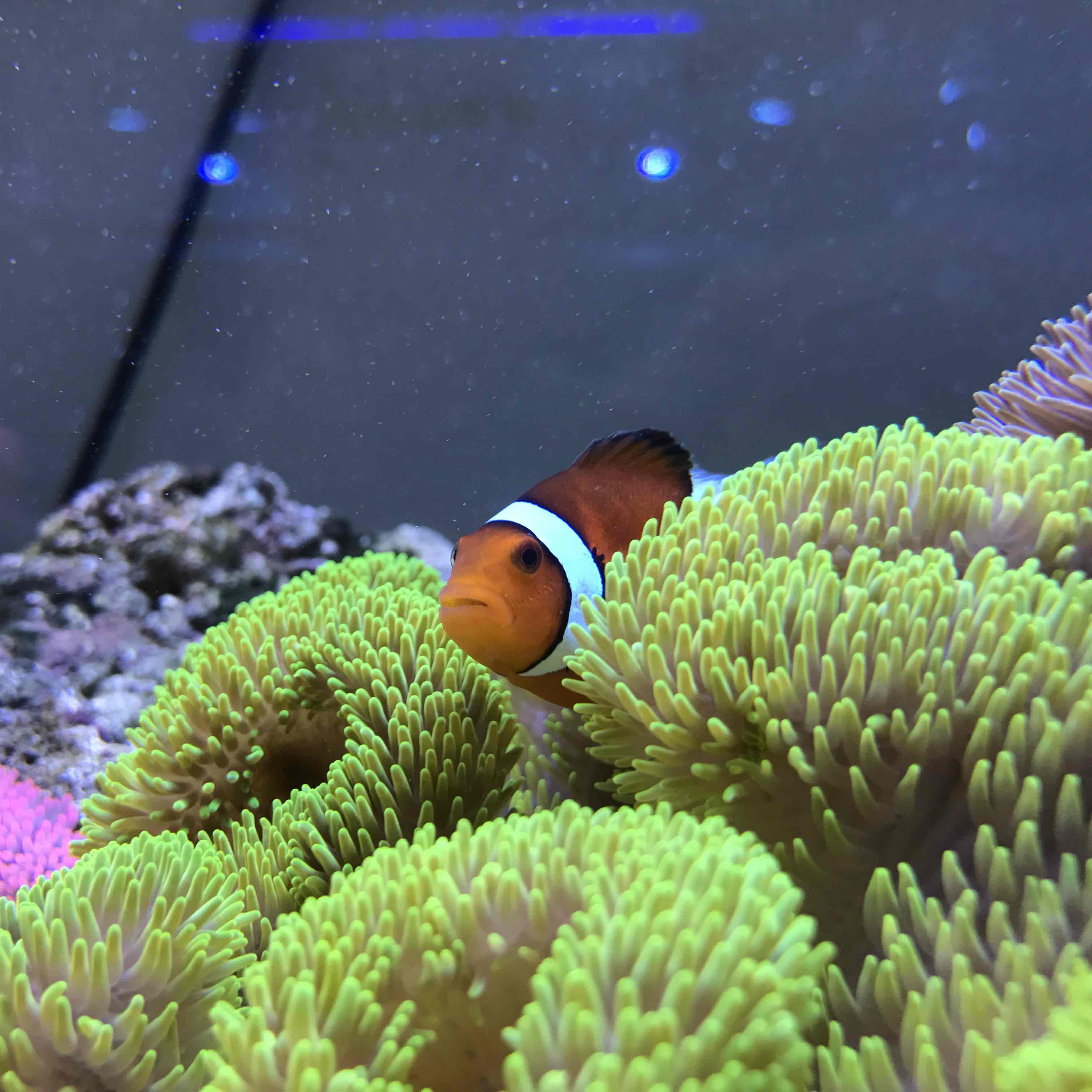 AQUAのプロフィール画像