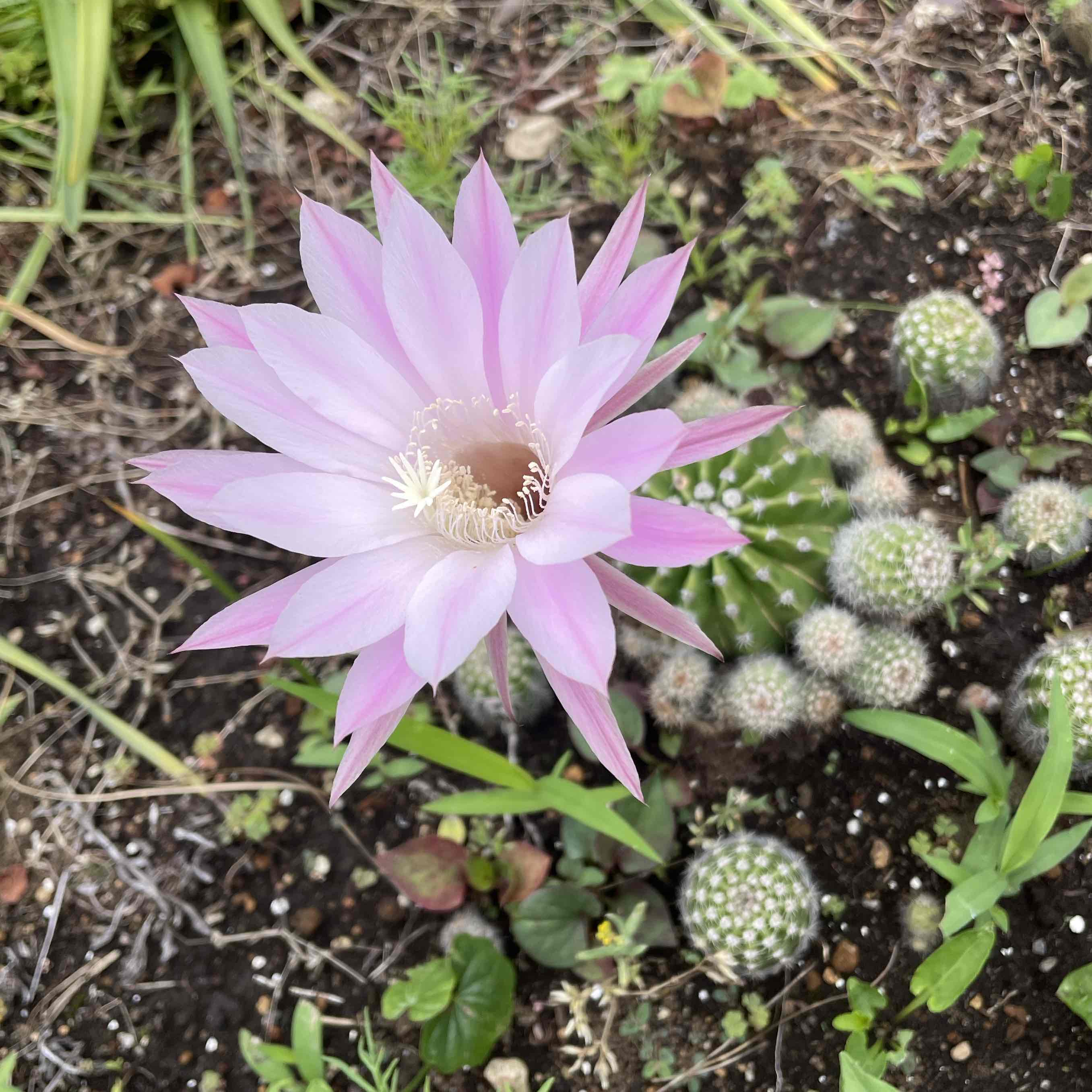 Sabotennohana🌸のプロフィール画像