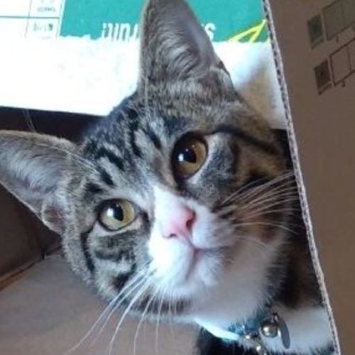 梅吉のプロフィール画像
