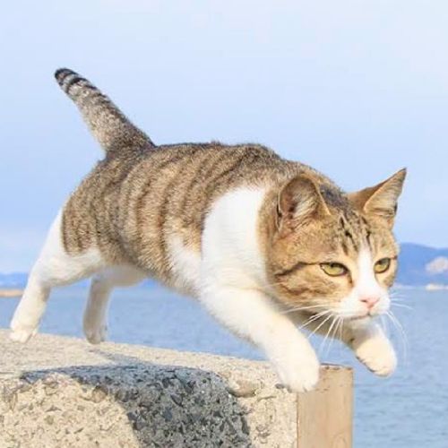 ザキヤマと飛びねこ2000のプロフィール画像